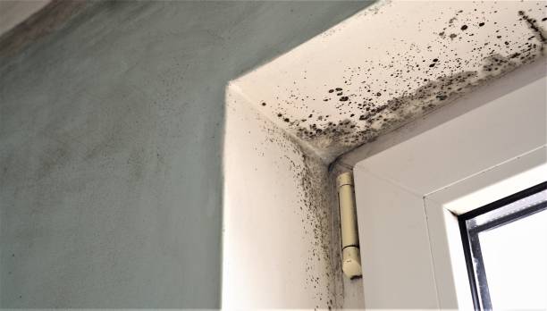 Mold Documentation for Insurance Claims in Donora, PA